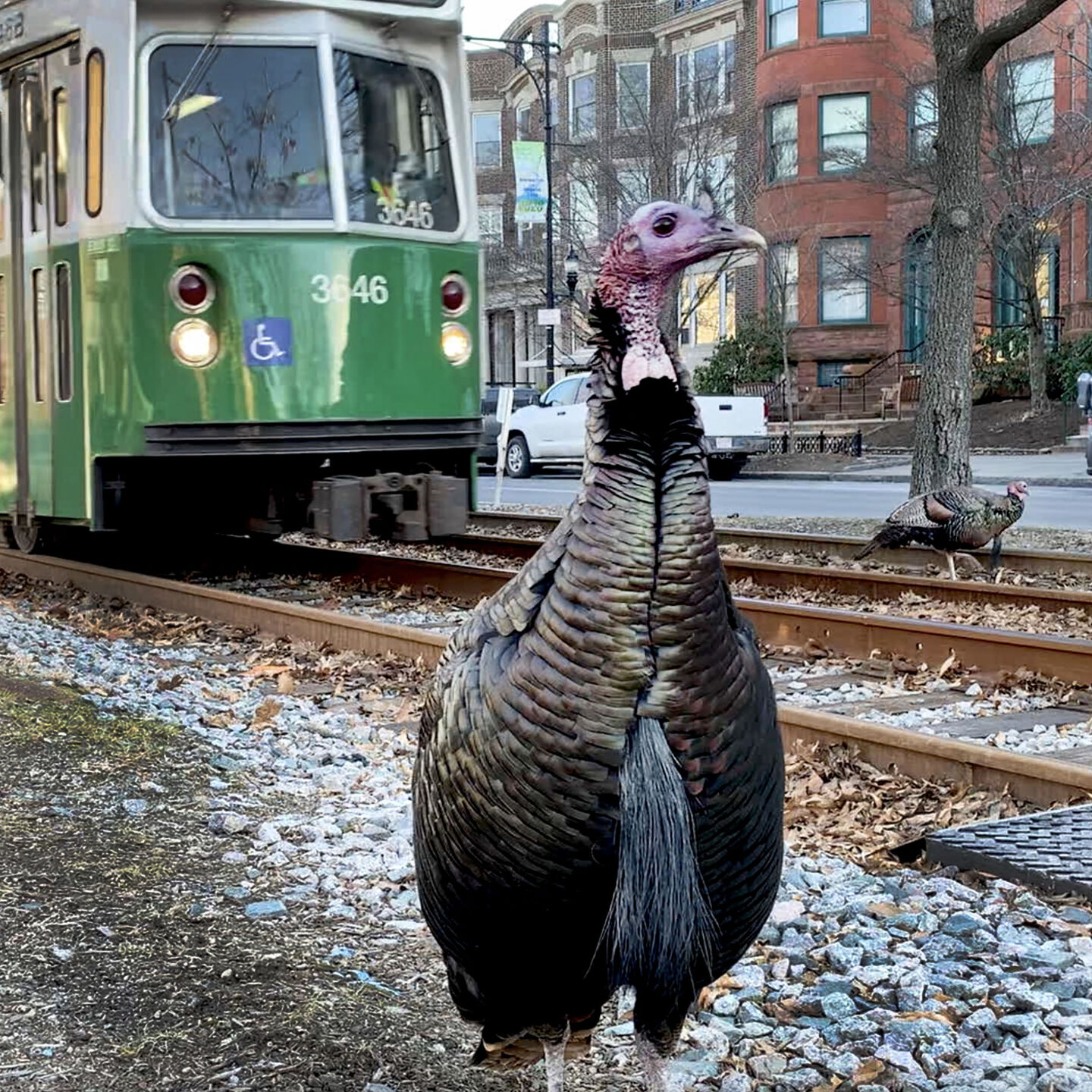 Wild turkey in the street